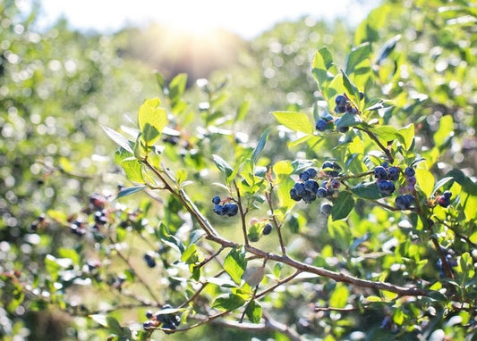 Trauben reifer Heidelbeeren an einem sonnigen Strauch mit leuchtend grünen Blättern