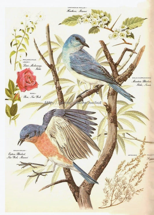 Vintage-Illustration blauer Vögel zwischen Weißdornblüten
