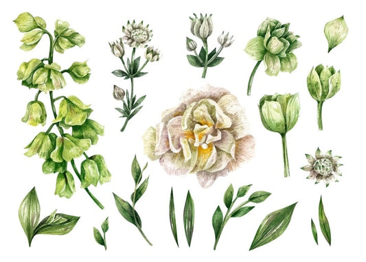 Aquarellstudie einer zarten Gartenrose mit Knospen und grünen Blattzweigen