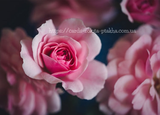 Nahaufnahme einer zartrosa Rose in voller Blüte zwischen weichen Blütenblättern