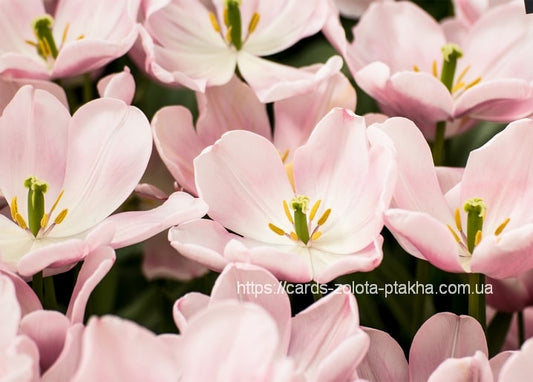 Close-up of overlapping blush-pink tulip petals in full bloom