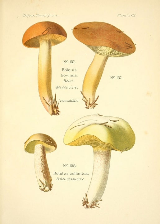 Vintage-Illustration der Pilze Boletus bovinus und Boletus collinitus auf einer botanischen Tafel