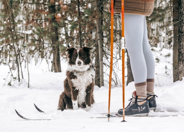 Border Collie sitzt im Schnee neben Skiern und Skistöcken