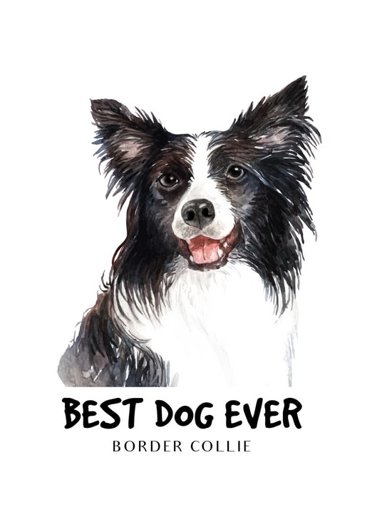 Aquarellporträt eines grinsenden Border Collies, Unterschrift „Bester Hund der Welt“