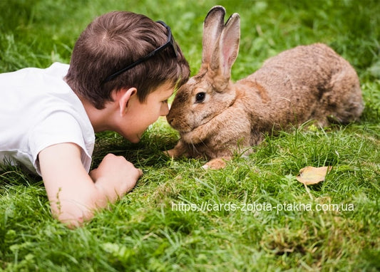 Junge mit Sonnenbrille liegt Nase an Nase mit einem braunen Kaninchen im Gras