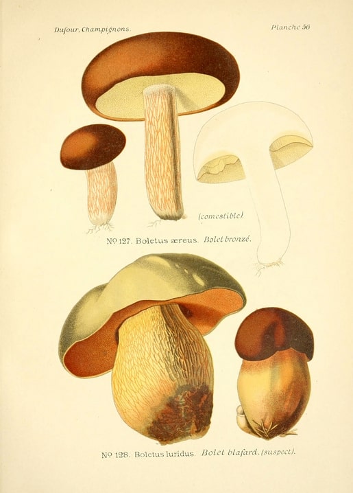 Vintage illustration of bronze bolete and pale lurid bolete mushrooms, one cut open showing orange flesh.