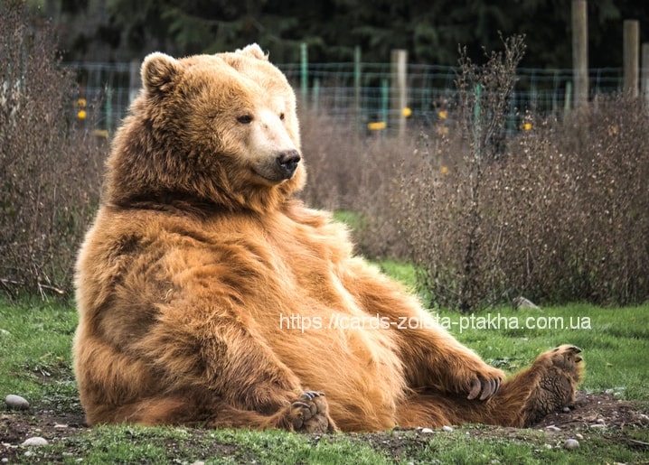 Braunbär sitzt aufrecht im Gras mit ausgestreckten Vorderpfoten