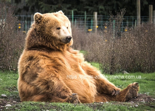 Braunbär sitzt aufrecht im Gras mit ausgestreckten Vorderpfoten
