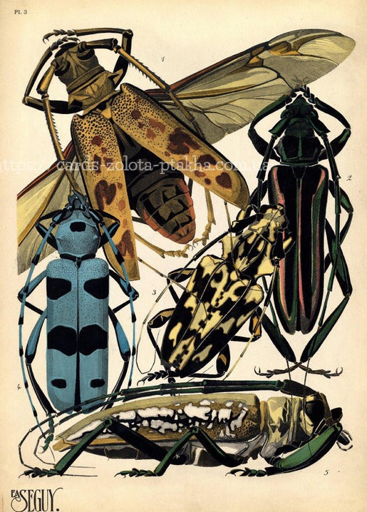 Листівка Insects / Видавничий дім "Золота Птаха"