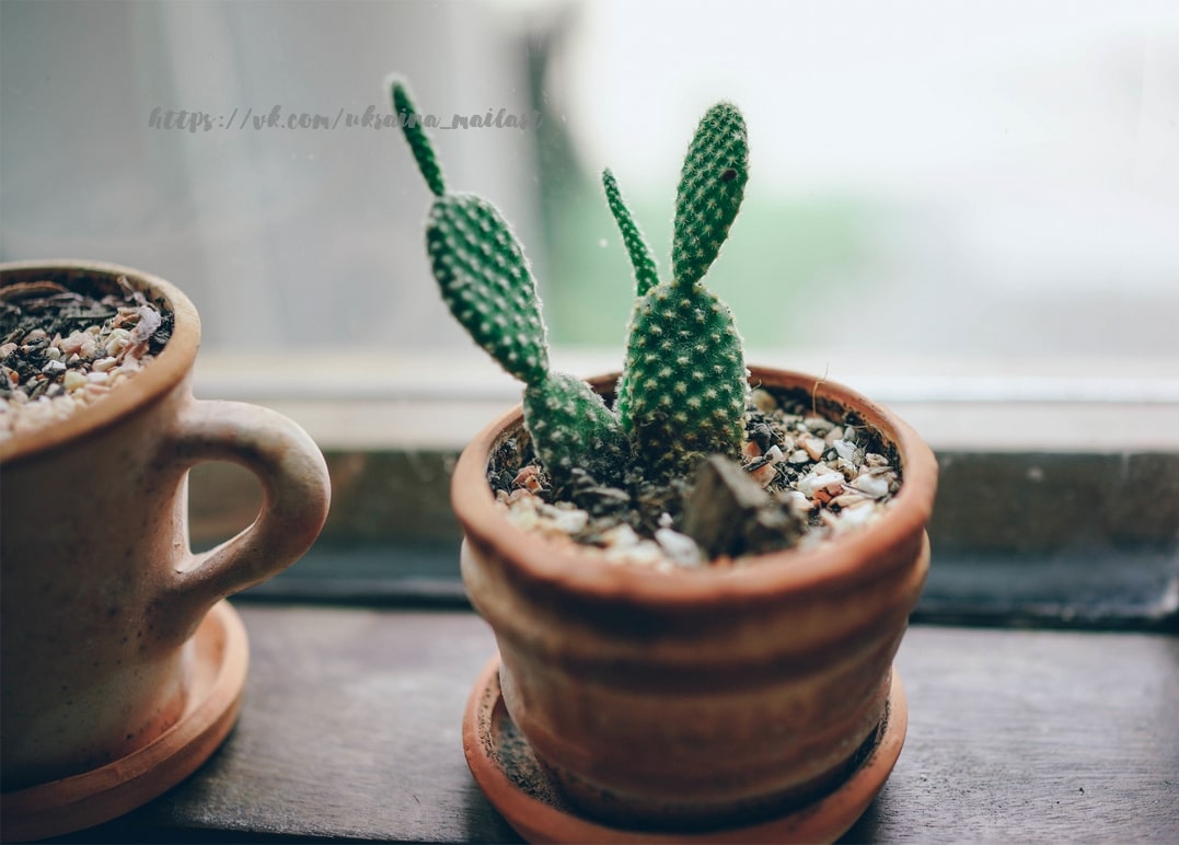 Small bunny-ears cactus in a terracotta pot beside a ceramic mug on a windowsill