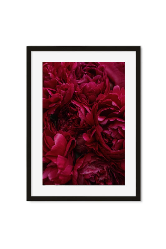 Close-up photo of deep red and burgundy peonies with overlapping petals filling the frame