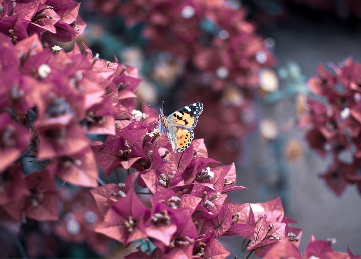 Orange and black butterfly on magenta bougainvillea blossoms