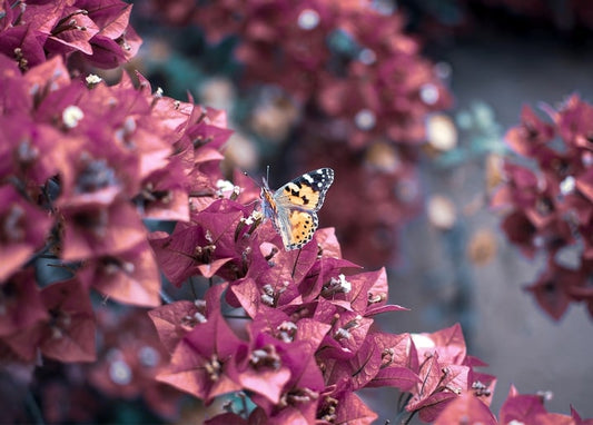 Schmetterling auf leuchtend pinken Bougainvillea-Blüten
