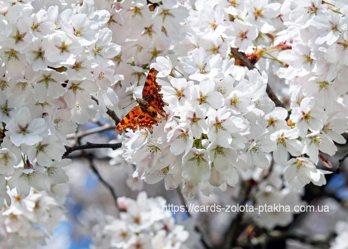 Orange comma butterfly resting on white cherry blossom clusters