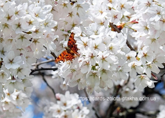 Orangefarbener Schmetterling auf einer dichten Traube weißer Kirschblüten
