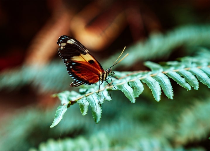 Orange-schwarzer Schmetterling auf grünem Farnblatt, Flügel halb gefaltet