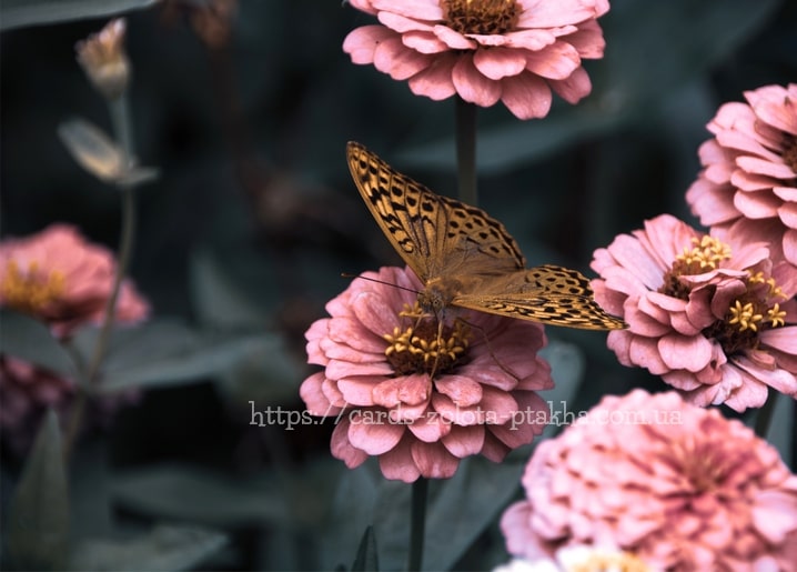 Gesprenkelter Schmetterling auf einer rosa Zinnie vor dunklem Gartenhintergrund