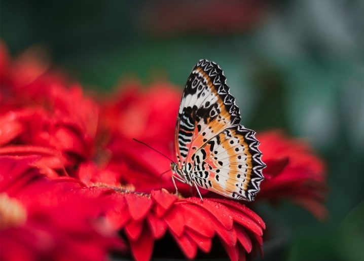 Orange and black butterfly perched on a cluster of red gerbera daisies