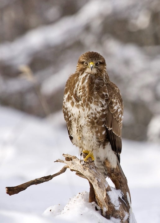 Mäusebussard sitzt auf einem verschneiten, abgebrochenen Ast und blickt in die Kamera