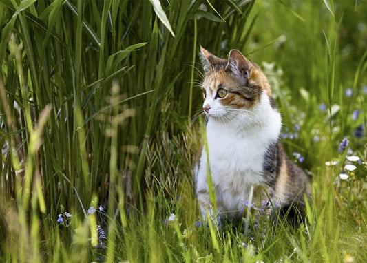 Dreifarbige Katze sitzt im hohen Gras zwischen winzigen blauen Wildblumen