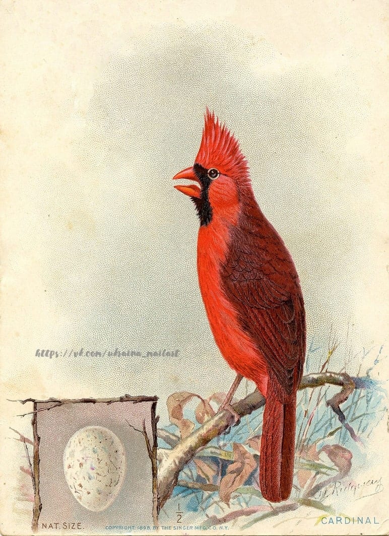 Vintage illustration of a red Northern Cardinal on a branch beside a to-scale egg plate