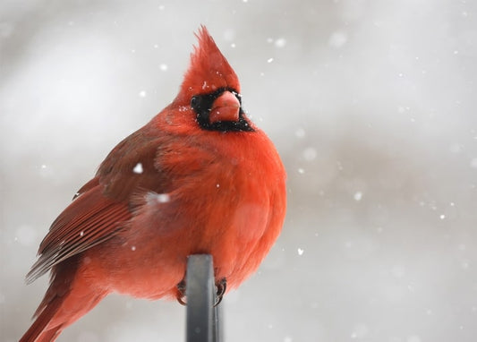 Close-up of a red northern cardinal perched outdoors as snow falls