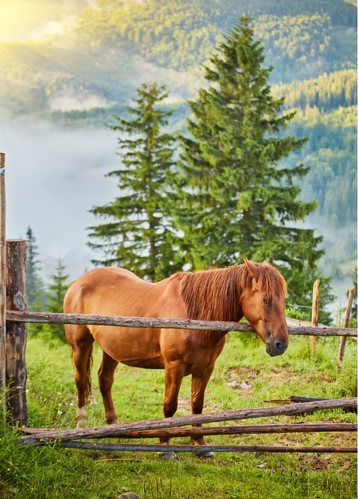 Chestnut horse behind a wooden fence with pines and misty Carpathian mountains behind