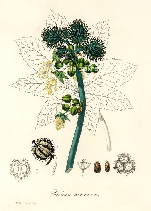 Botanische Illustration der Rizinuspflanze mit Samenkapseln und sternförmigem Blatt