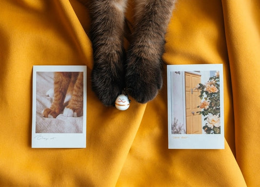 Zwei Polaroidfotos mit Katzenpfoten und einer Rosentür, umrahmt von echten Katzenpfoten auf senffarbenem Stoff