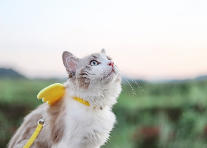 Fluffy cat with small yellow wings looking up at a pastel evening sky over a green field