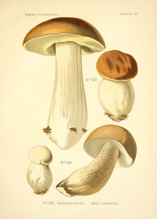 Vintage botanical illustration of cep mushrooms (Boletus edulis) in four growth stages, brown caps and white stems.