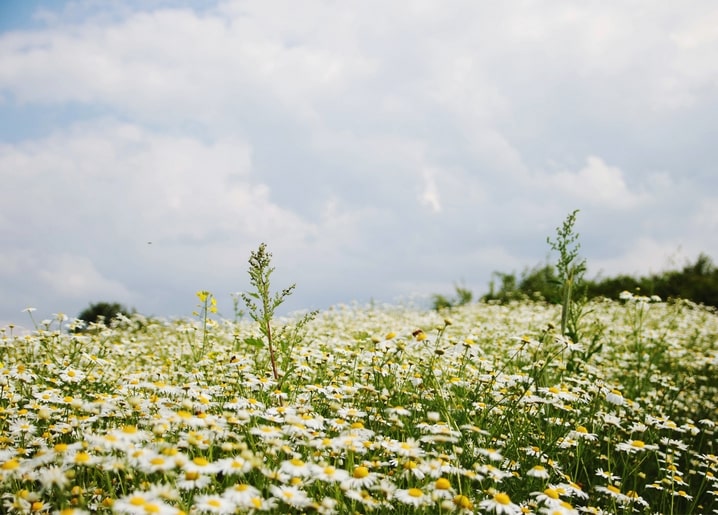 Wide chamomile and daisy meadow stretching to a cloudy blue sky horizon