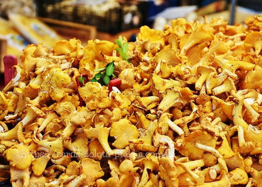 Large pile of golden chanterelle mushrooms at a market stall with a sprig of green herbs