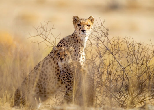Ausgewachsener Gepard sitzt wachsam im trockenen Gras neben seinem Jungtier in der Savanne