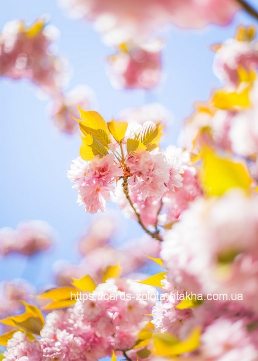 Close-up of pink cherry blossoms and yellow leaves against a blue sky