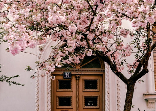 Rosa Kirschblütenzweige über einer Holztür mit der Hausnummer 50
