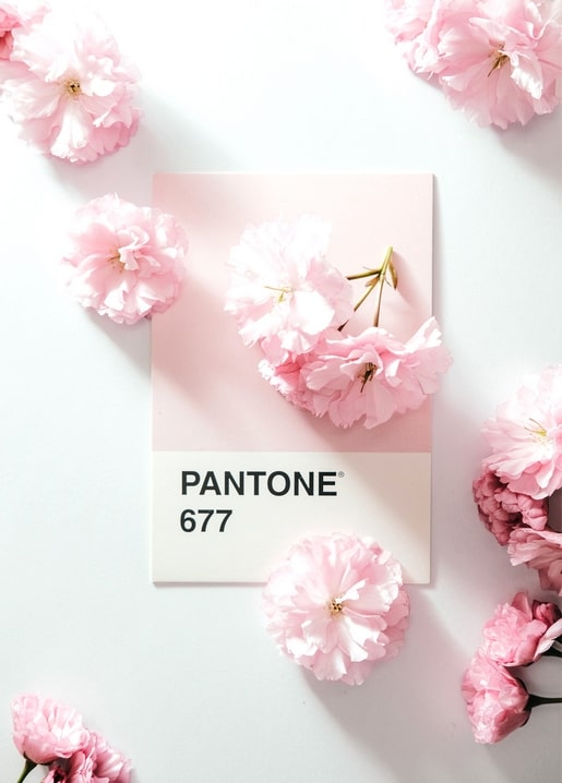 Рожевий вишневий цвіт розсипаний навколо картки кольору Pantone 677 на білому тлі