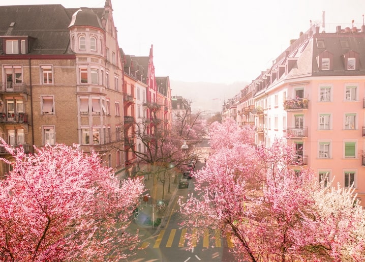 Pink cherry blossom trees lining a pastel-colored European city street in spring