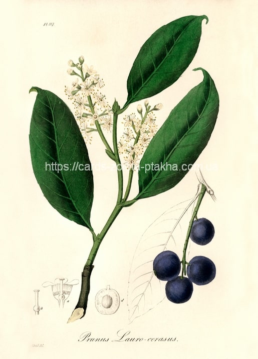 Botanische Illustration von Kirschlorbeer mit weißen Blüten und dunklen Beeren