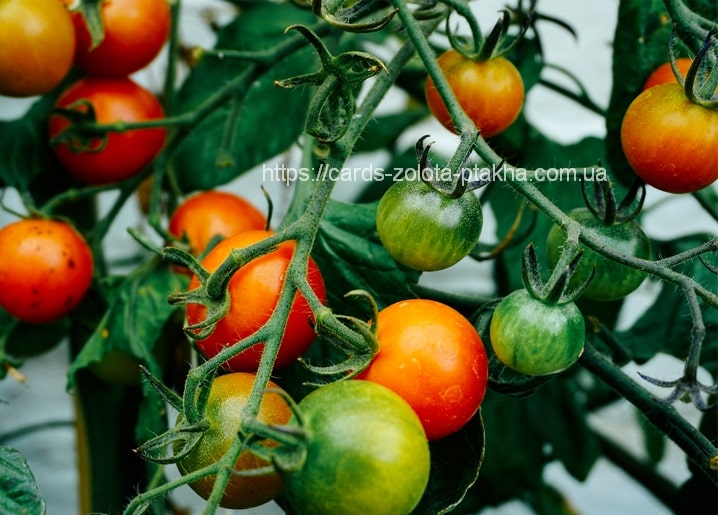 Cluster of cherry tomatoes ripening from green to red on the vine