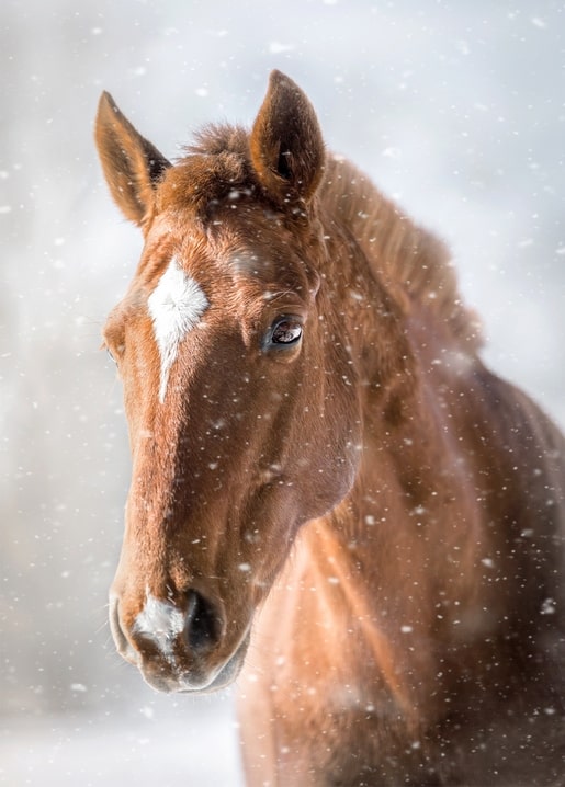 Close-up of a chestnut horse with a white blaze as snow falls around its face