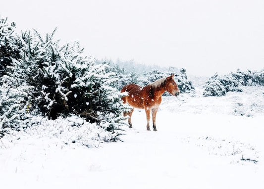 Chestnut horse standing in a snowy field beside snow-covered bushes as flakes fall
