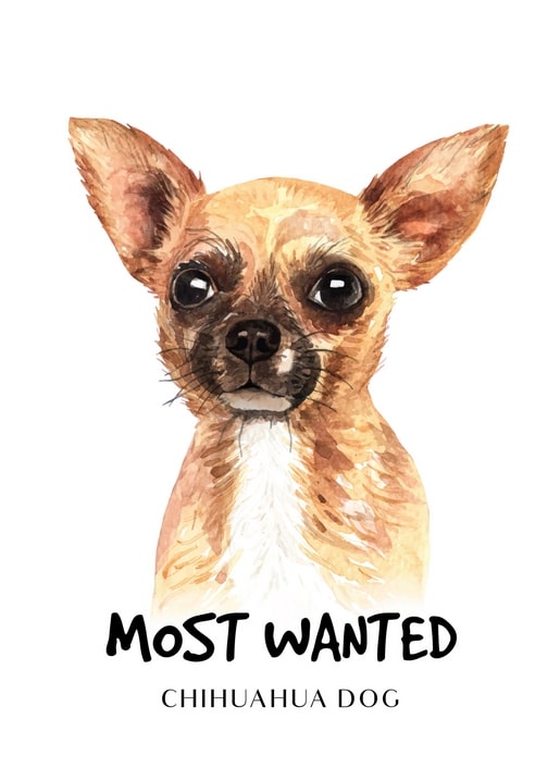 Aquarellporträt eines Chihuahua-Welpen mit der Bildunterschrift „Meistgesucht“