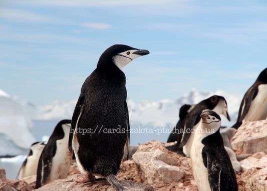 Zügelpinguine auf felsiger Antarktisküste vor blauem Himmel