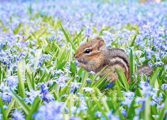 Streifenhörnchen knabbert zwischen blauen Blausternchen im Gras
