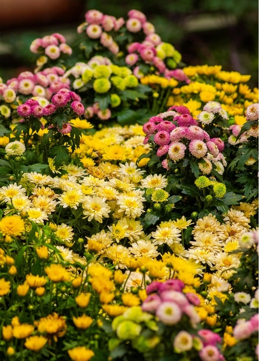 Dense bed of pink, yellow, cream and green chrysanthemums in bloom