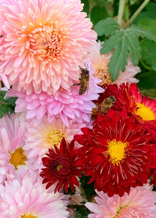 Close-up of pink and red chrysanthemums with bees gathering pollen