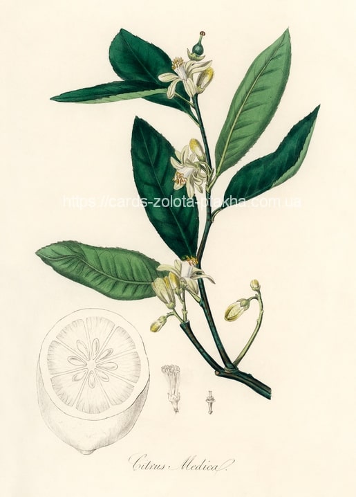 Botanische Illustration eines blühenden Zitronatzitrone-Zweigs mit aufgeschnittener Frucht