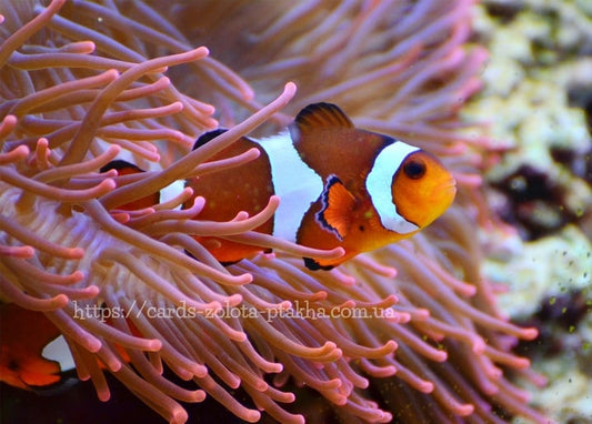 Clownfisch zwischen den rosa Tentakeln einer Seeanemone