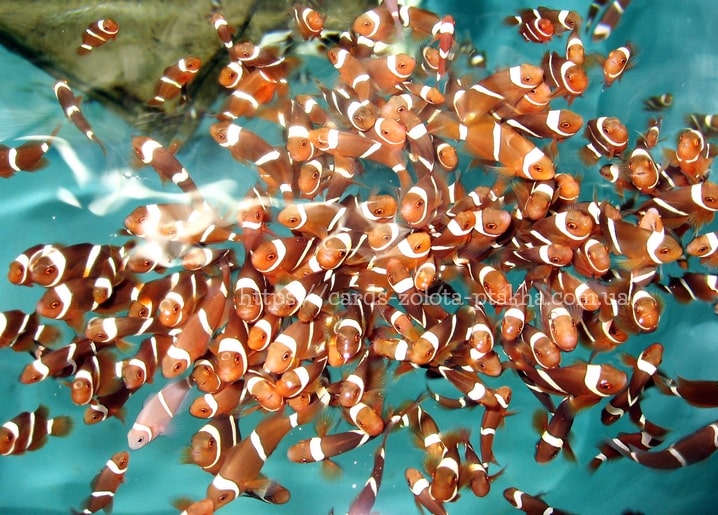 Dichter Schwarm orange-weißer Clownfische im türkisen Wasser